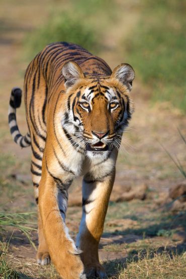 Tigress_at_Jim_Corbett_National_Park